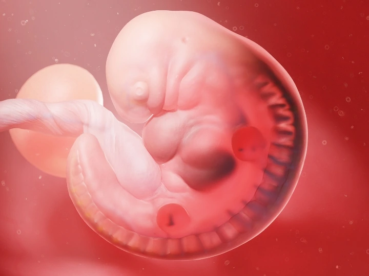  1 frozen embryo transfer success rates
